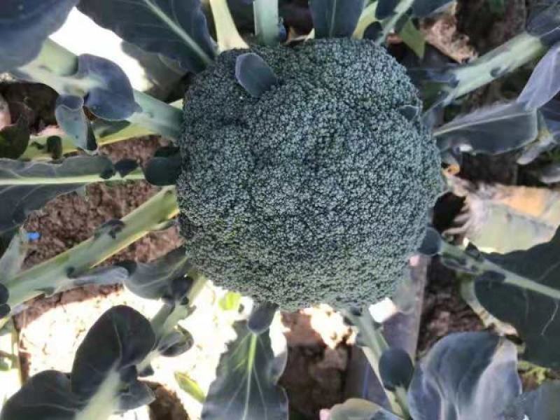 【推荐】西兰花苗规格齐全早熟中晚成熟都有欢迎电询