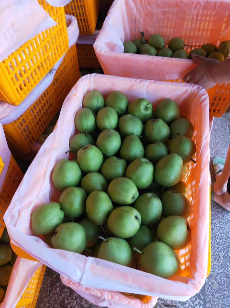 （热销）陕西蒲城早酥梨产地现货供应中/皮薄多汁，脆甜可口