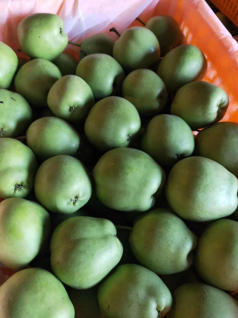 （热销）陕西蒲城早酥梨产地现货供应中/皮薄多汁，脆甜可口