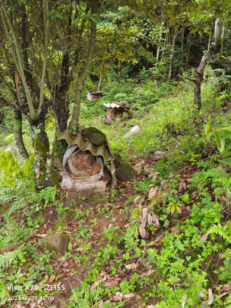 来自云南大山深处的纯生态无添加原汁蜂蜜