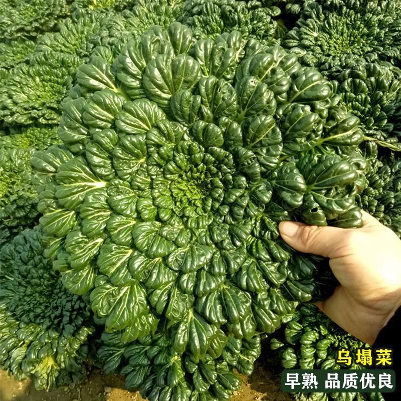 乌塌菜大全四季黄心改良乌菜种种子种籽白菜冬天青菜蔬菜孑