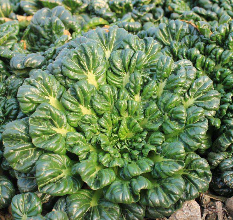 乌塌菜大全四季黄心改良乌菜种种子种籽白菜冬天青菜蔬菜孑