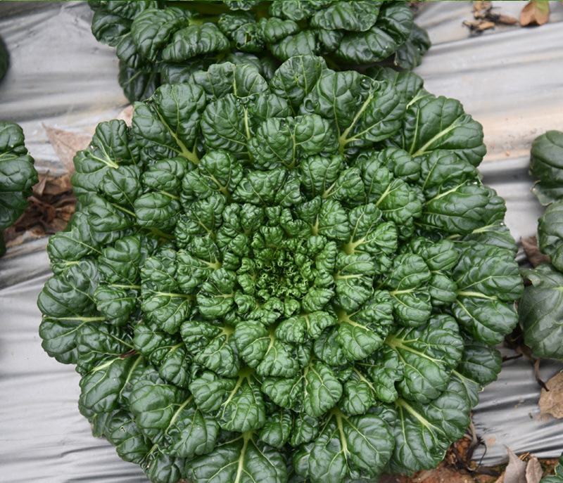 乌塌菜大全四季黄心改良乌菜种种子种籽白菜冬天青菜蔬菜孑