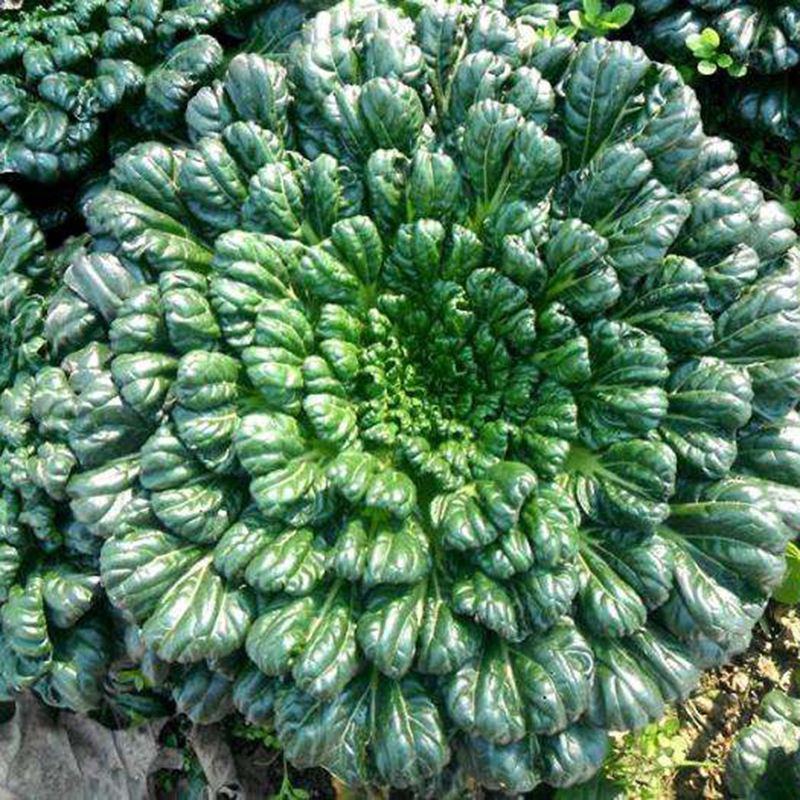 乌塌菜大全四季黄心改良乌菜种种子种籽白菜冬天青菜蔬菜孑