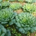 乌塌菜大全四季黄心改良乌菜种种子种籽白菜冬天青菜蔬菜孑