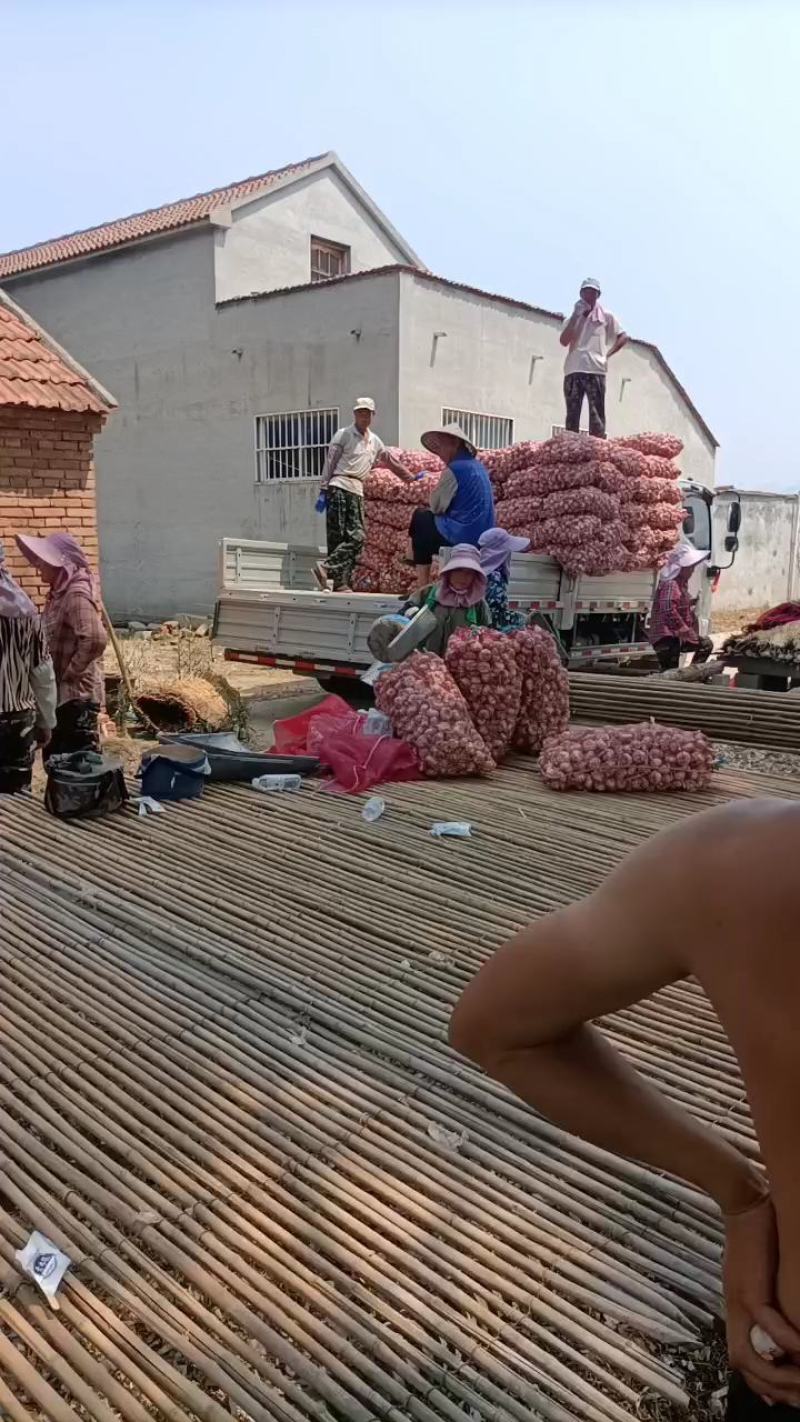金乡大蒜，产地直供大量供应！代发代办
