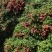 北流市荔枝上市了、真正的产地。无虫靓果量大