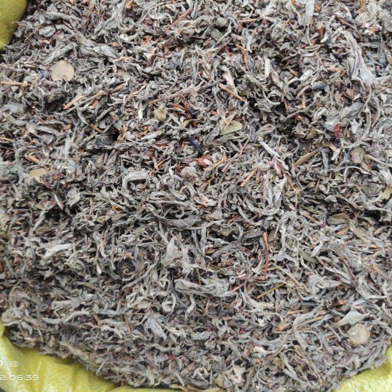 老鹰茶