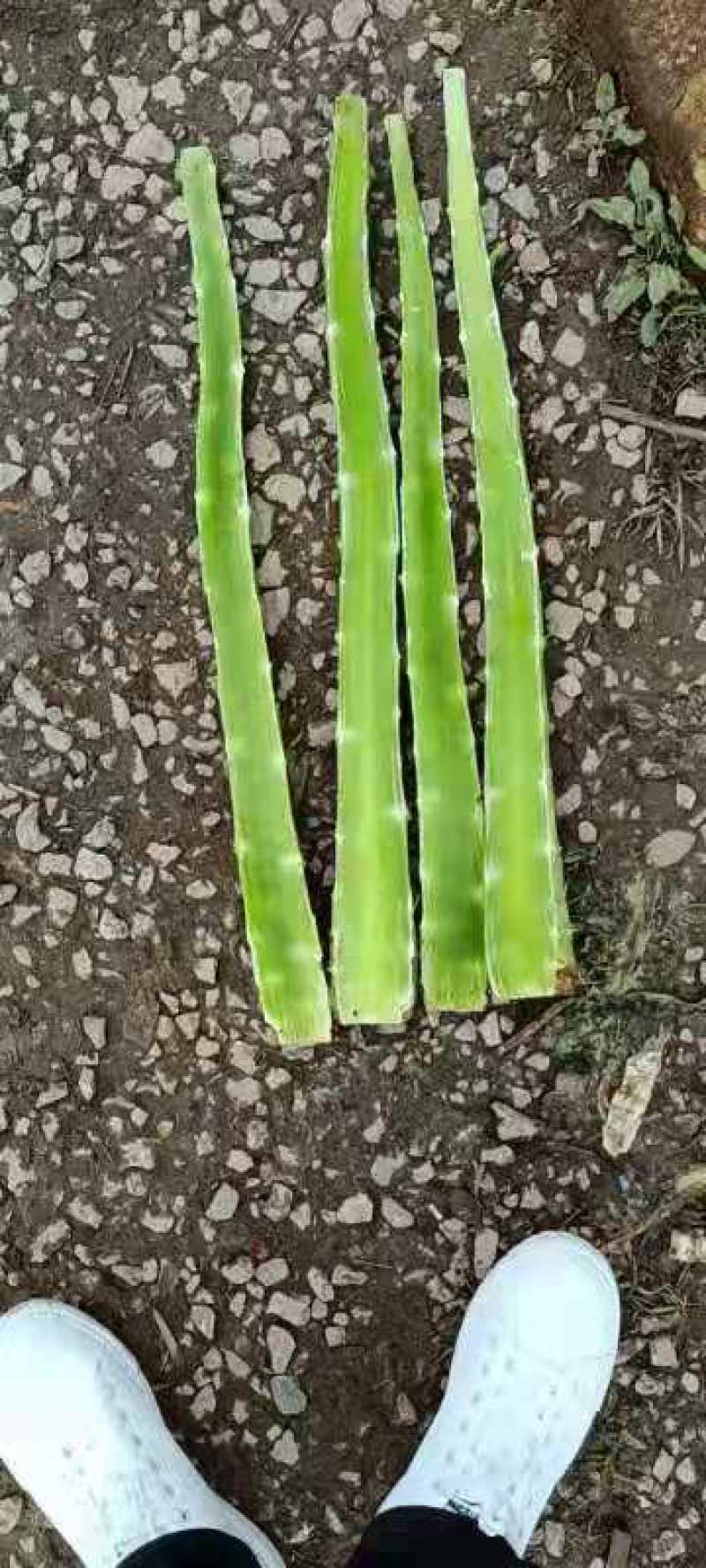 光杆精品，