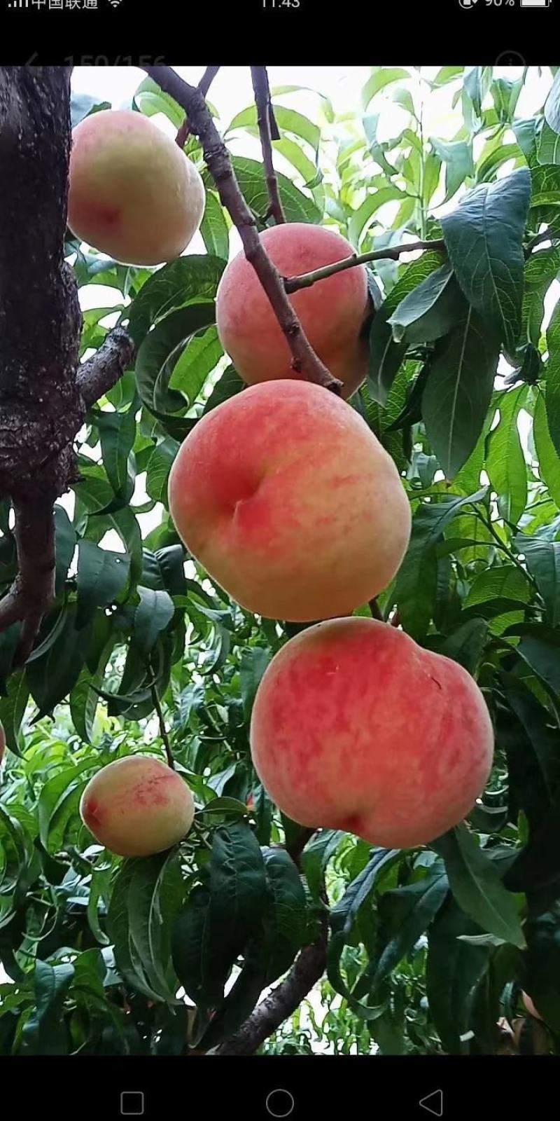 桃子