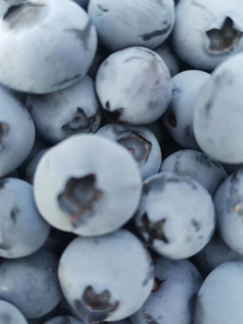 山东省日照市莒县露地蓝莓，支持全国发货，支持电商代发，