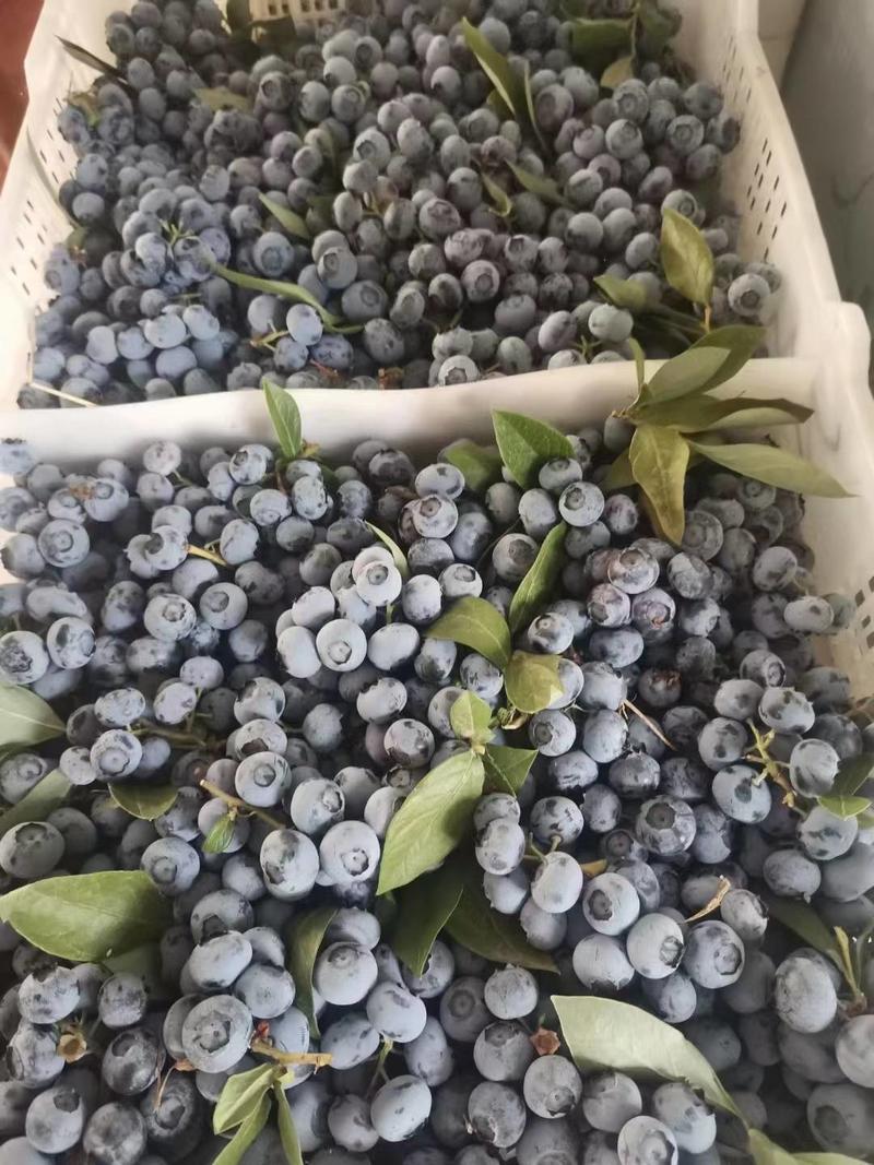 山东省日照市莒县露地蓝莓，支持全国发货，支持电商代发，
