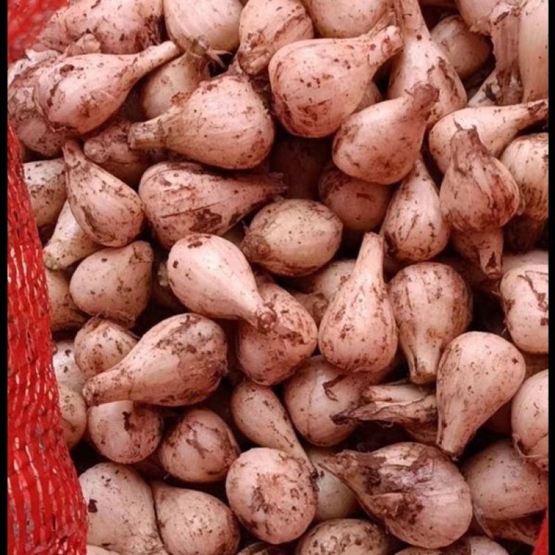 藠头新鲜藠大量上市，自产自销，一手货原
