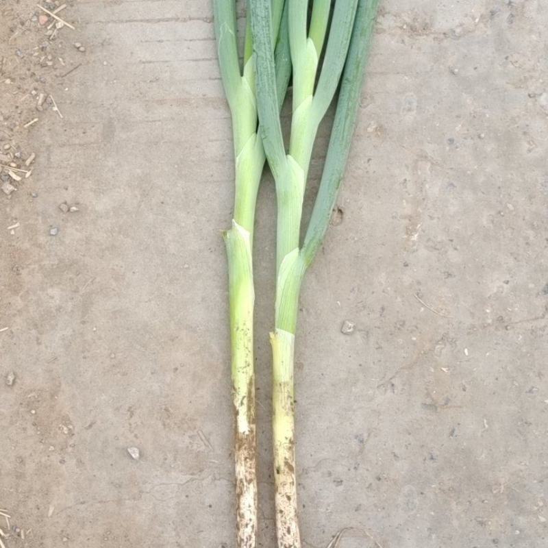 长白大葱，货源充足，常年供货
