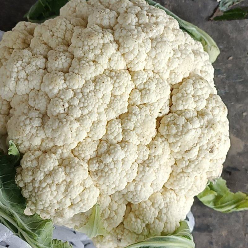 【实力】青梗白面有机花菜货源充足大量供应，量大从优