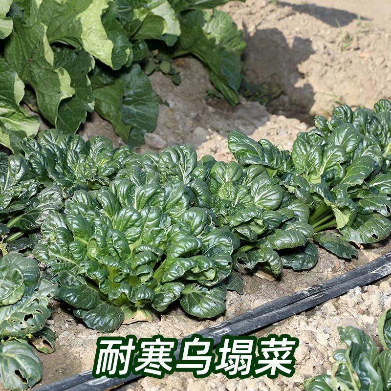 上海小八叶乌塌菜种子农田菜园叶片肥厚墨绿鲜嫩乌塌菜蔬菜