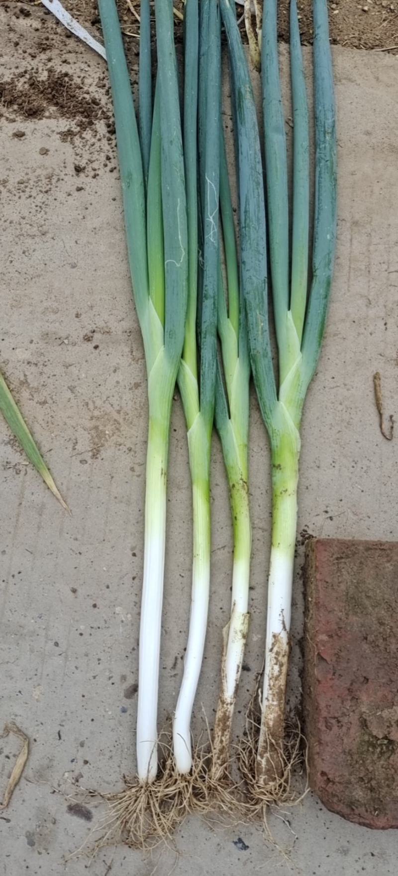 长白大葱，货源充足，常年供货