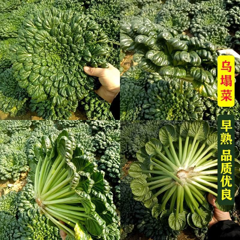上海小八叶乌塌菜种子农田菜园叶片肥厚墨绿鲜嫩乌塌菜蔬菜