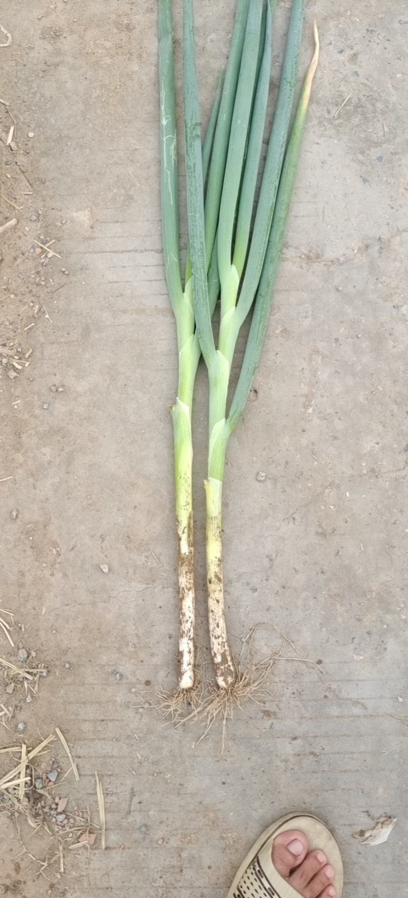 长白大葱，货源充足，常年供货