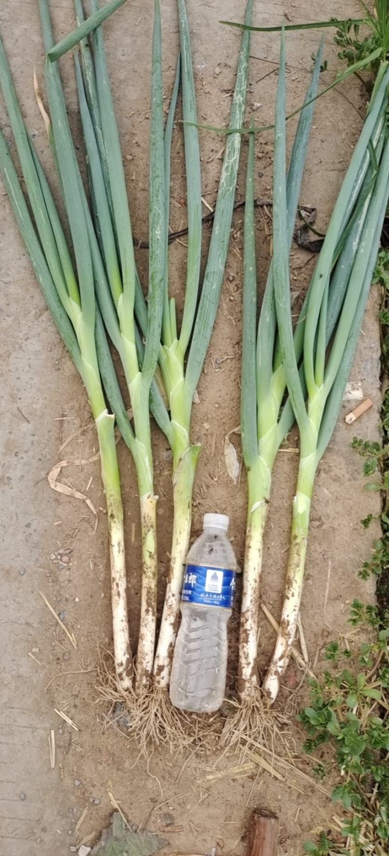 长白大葱，货源充足，常年供货