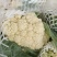 【实力】青梗白面有机花菜货源充足大量供应，量大从优