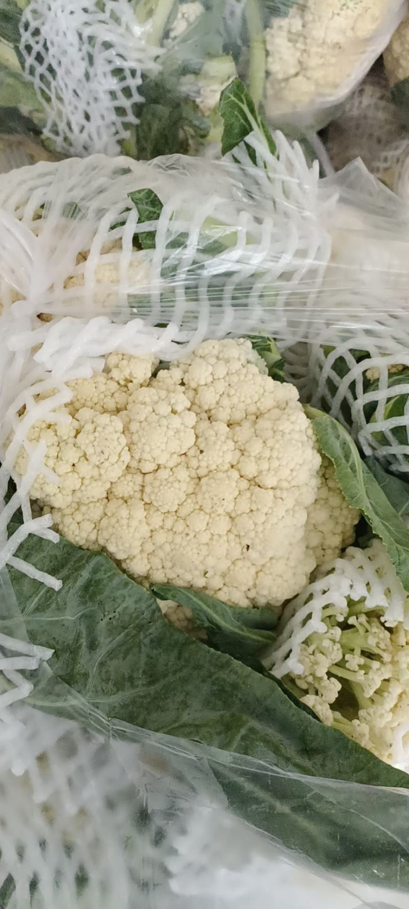 【实力】青梗白面有机花菜货源充足大量供应，量大从优