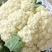 【实力】青梗白面有机花菜货源充足大量供应，量大从优