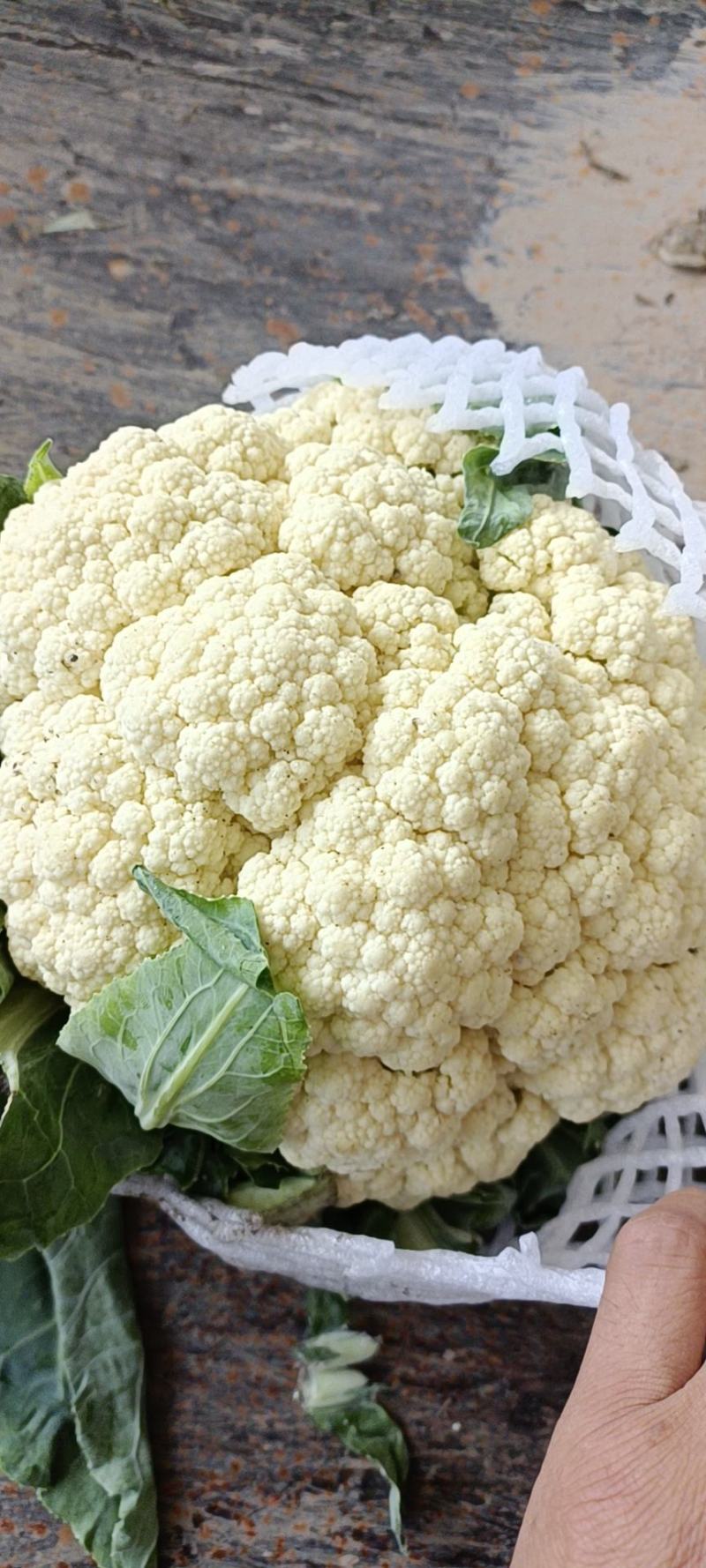 【实力】青梗白面有机花菜货源充足大量供应，量大从优