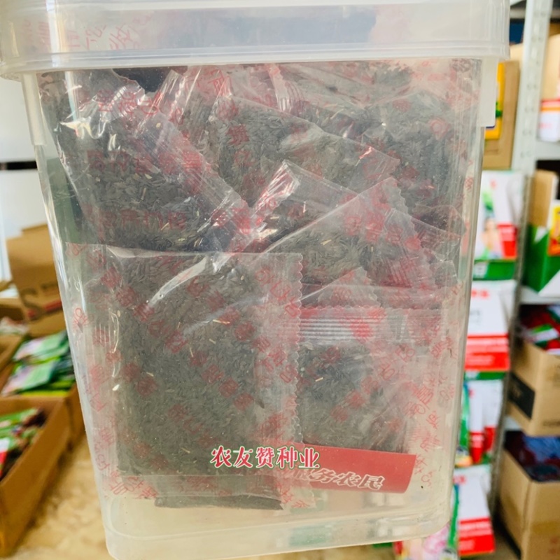 结球生菜种子包心生菜种子柔嫩可口基地专用生菜种籽