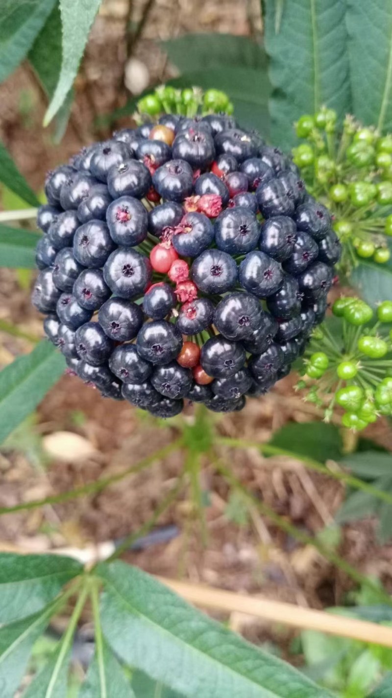 珠子参种子，成熟季节来理，需要种子的提前预订，好货不等人