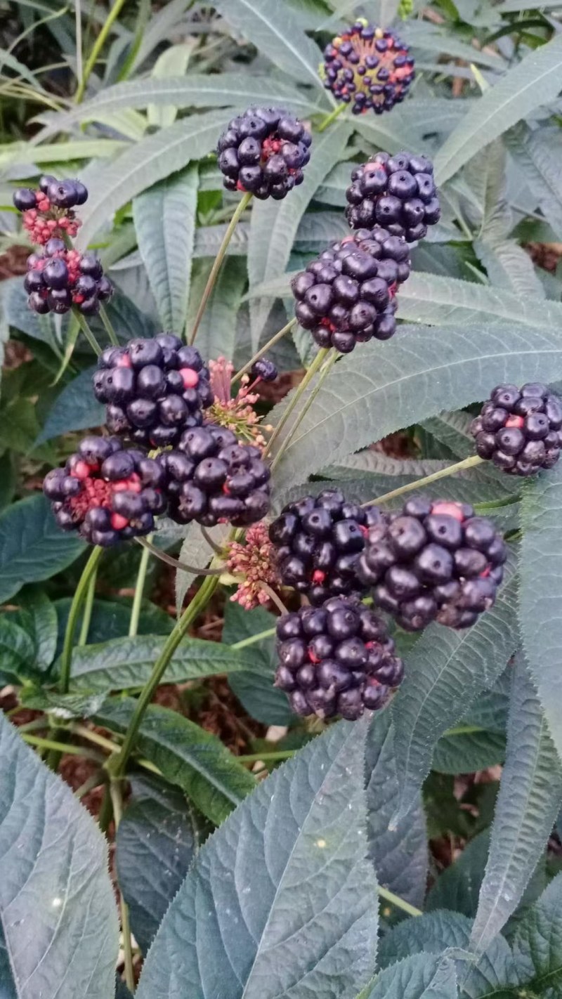 珠子参种子，成熟季节来理，需要种子的提前预订，好货不等人
