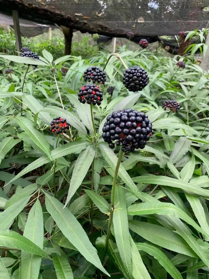 珠子参种子，成熟季节来理，需要种子的提前预订，好货不等人