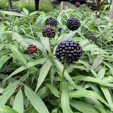 珠子参种子，成熟季节来理，需要种子的提前预订，好货不等人