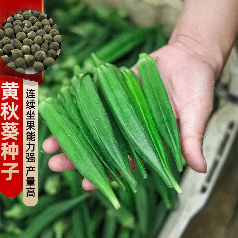 四季播蔬菜农家庭院耐寒耐热蔬菜种子高产黄秋葵种籽脆嫩秋葵