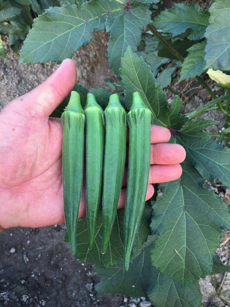 四季播蔬菜农家庭院耐寒耐热蔬菜种子高产黄秋葵种籽脆嫩秋葵