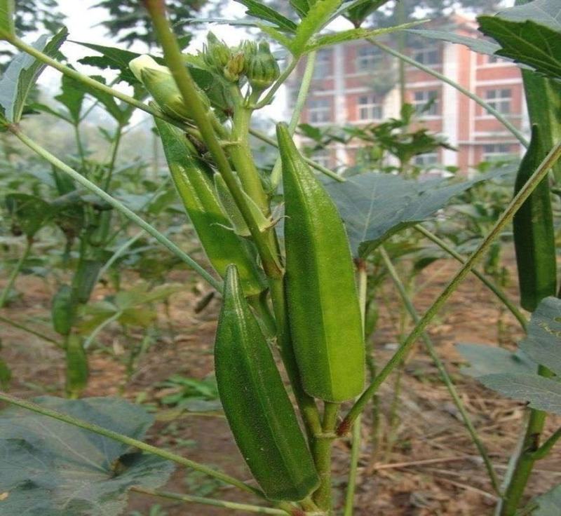 四季播蔬菜农家庭院耐寒耐热蔬菜种子高产黄秋葵种籽脆嫩秋葵