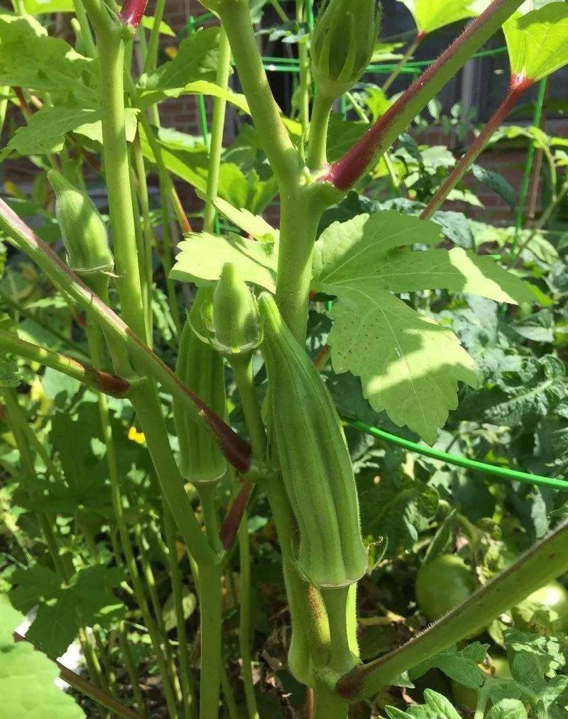 四季播蔬菜农家庭院耐寒耐热蔬菜种子高产黄秋葵种籽脆嫩秋葵