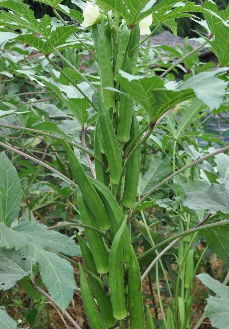 四季播蔬菜农家庭院耐寒耐热蔬菜种子高产黄秋葵种籽脆嫩秋葵