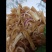 全熟羊脸皮，常年大量加工，适合凉菜，新鲜货源，全国直发…