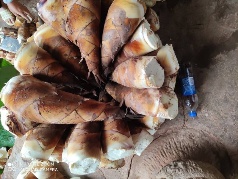 云南普洱甜笋一款可以生吃的甜笋可以做沙拉饭后甜品