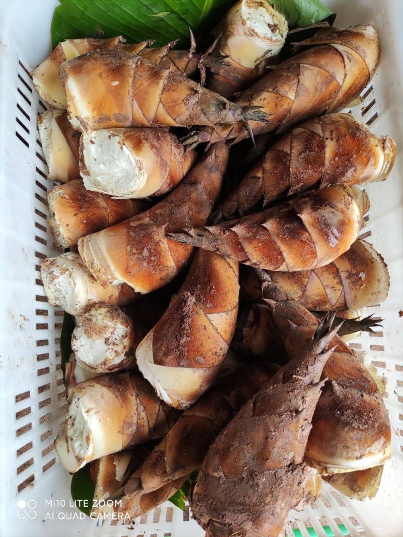 云南普洱甜笋一款可以生吃的甜笋可以做沙拉饭后甜品