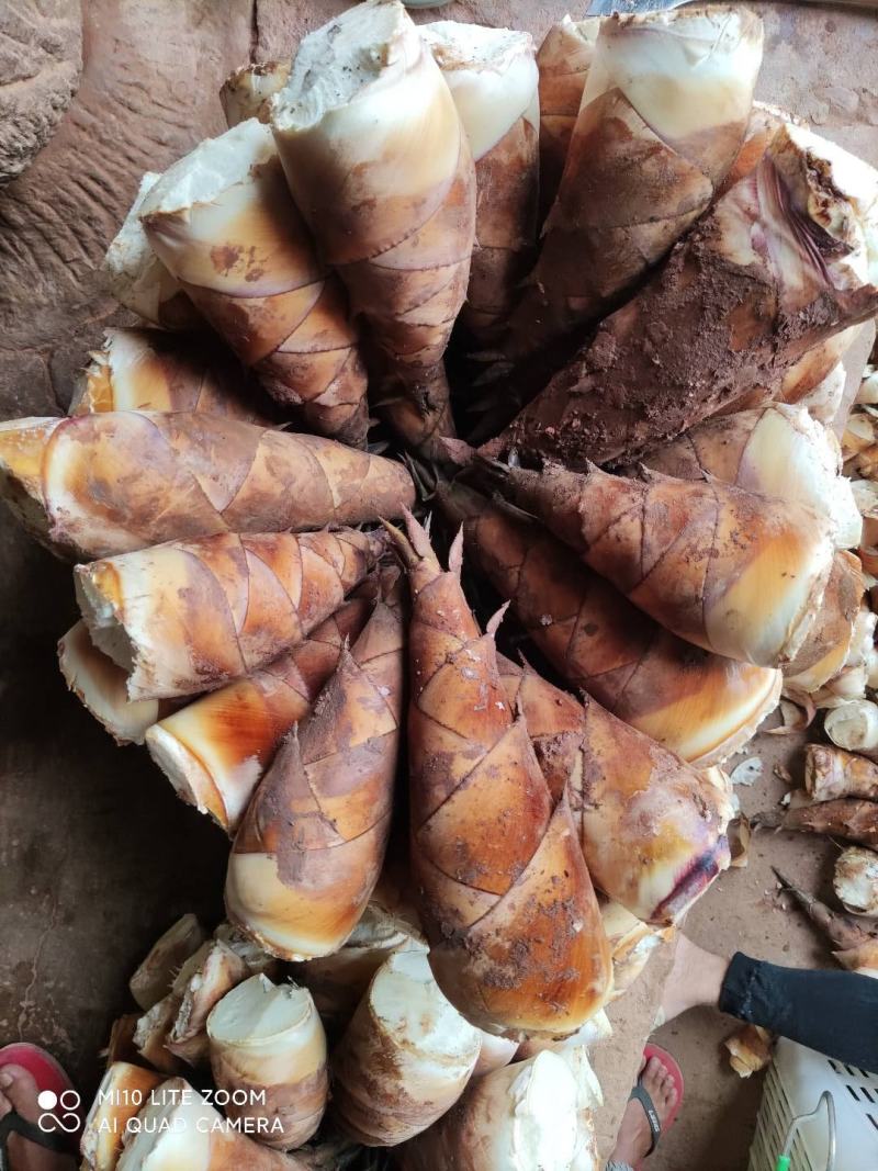 云南普洱甜笋一款可以生吃的甜笋可以做沙拉饭后甜品