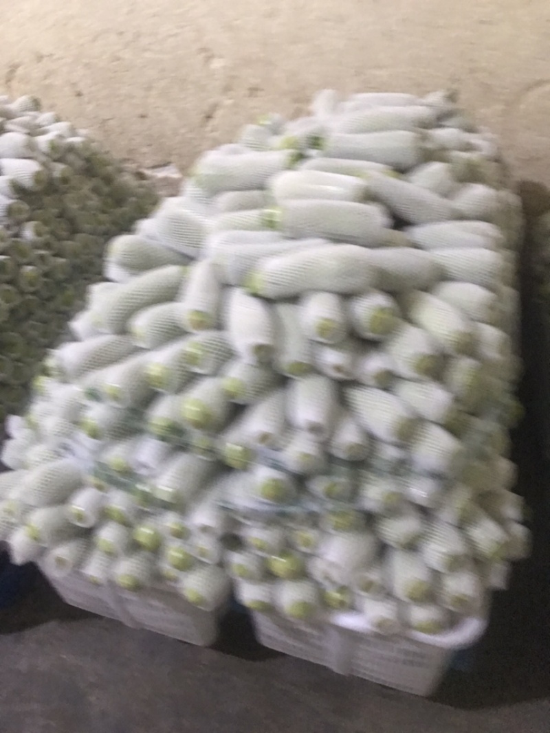西葫芦大量有货，精品货，价格美丽