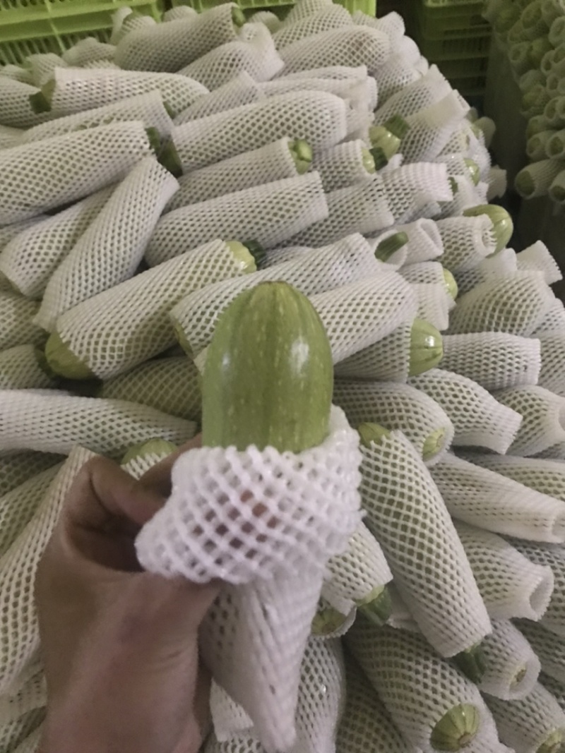 西葫芦大量有货，精品货，价格美丽