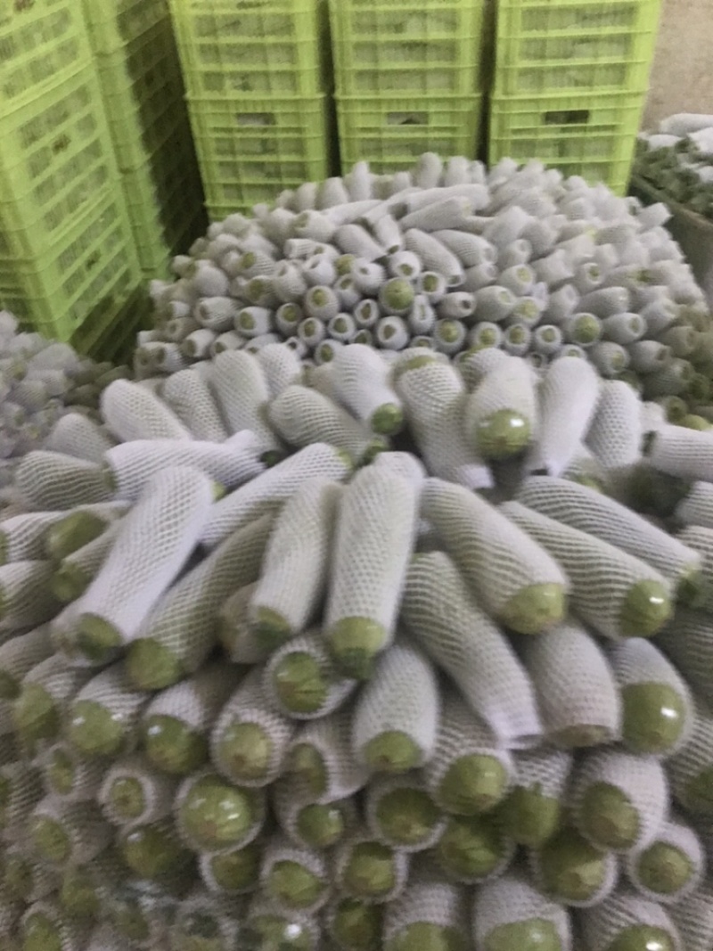 西葫芦大量有货，精品货，价格美丽