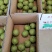 陕西早熟梨
