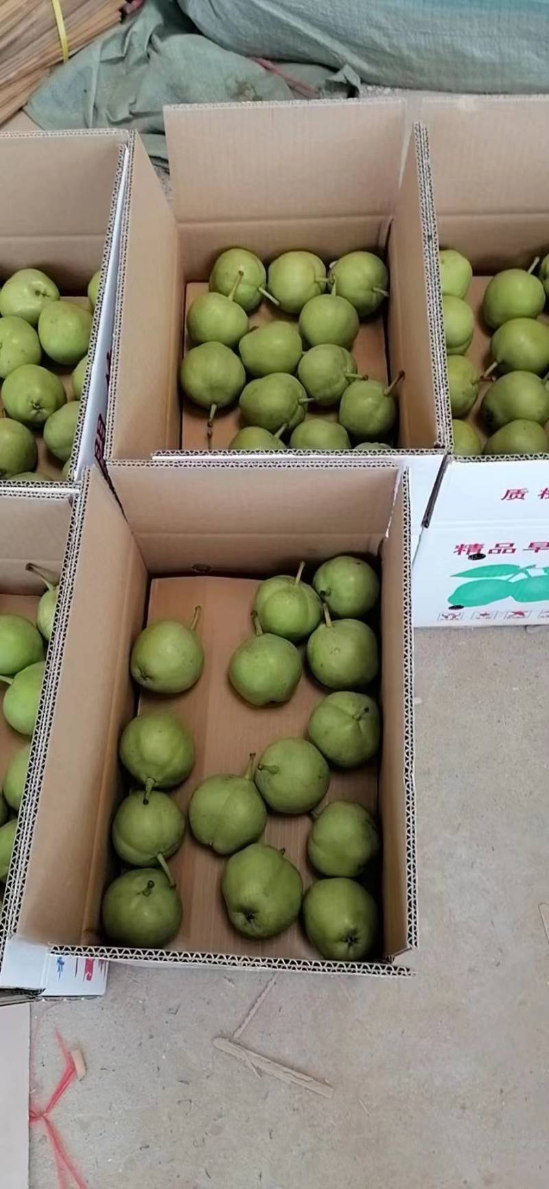 陕西早熟梨
