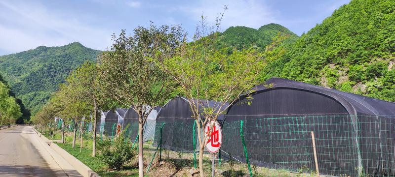 【柞水木耳】小耳农场自有基地