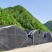 【柞水木耳】小耳农场自有基地