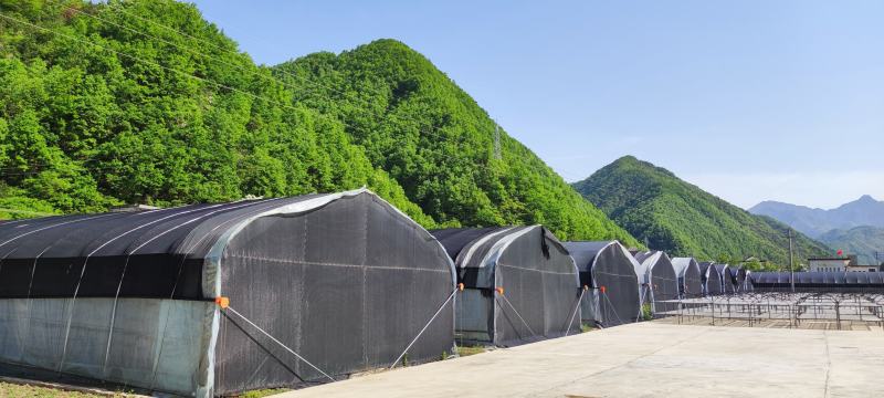 【柞水木耳】小耳农场自有基地